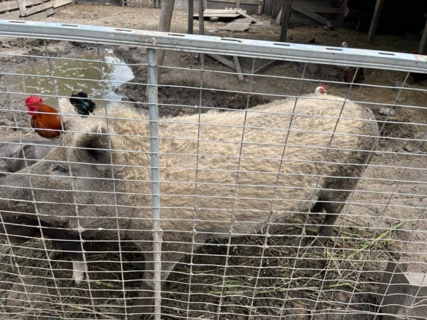 Herlt mangalica elad