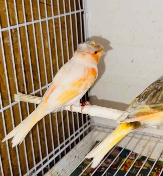 Herlekin Kanari
