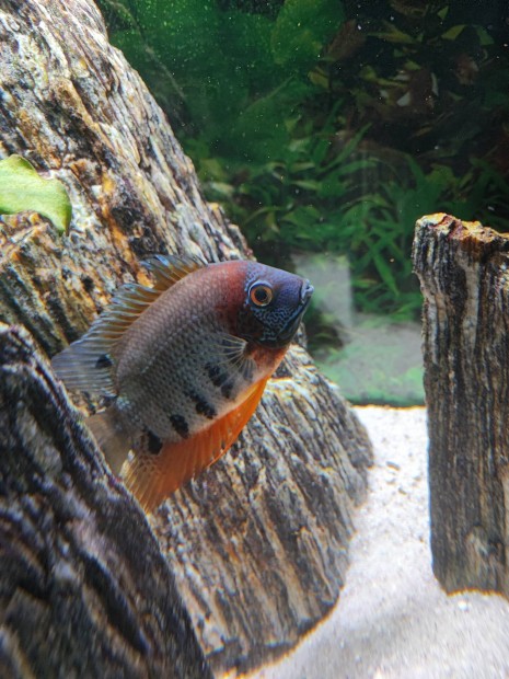 Heros severum tarka szemfoltos sgr