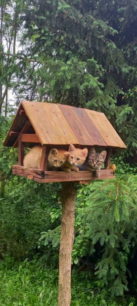 H�tv�gi pihen�s Kaposv�ron csendes k�rny�ken!