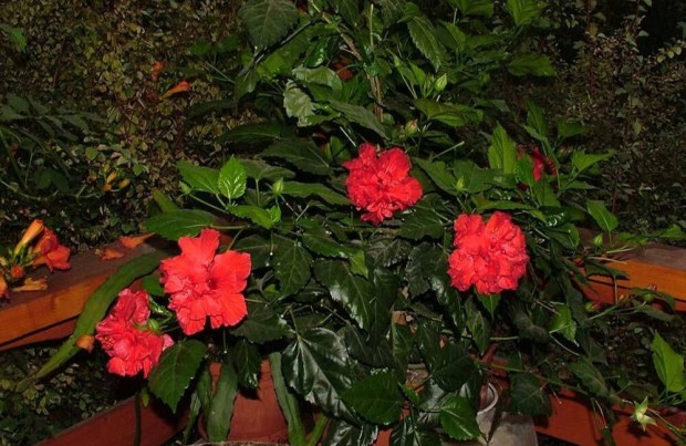 Hibiszkusz - szobai piros rzsafa - Hibiscus rosa-sinensis szobanvny