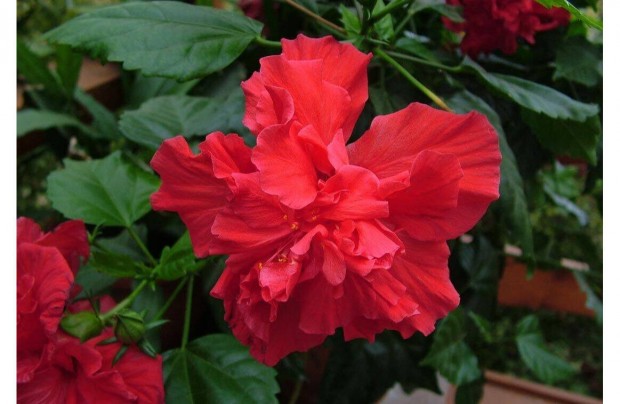 Hibiszkusz - szobai piros rzsafa - Hibiscus rosa-sinensis szobanvny