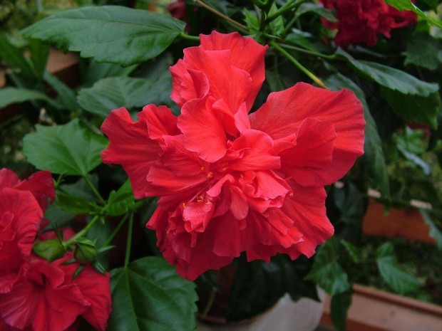 Hibiszkusz - szobai piros rzsafa - Hibiscus rosa-sinensis szobanvny