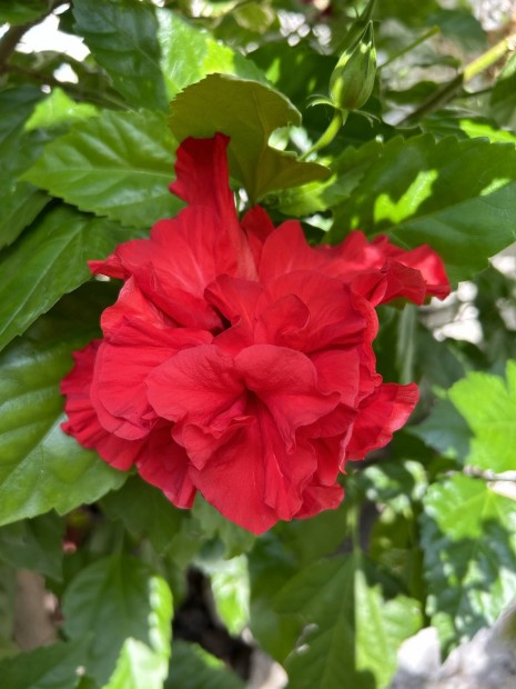 Hibiszkusz elad