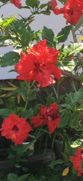 Hibiszkusz elad!