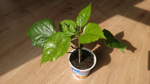 Hibiszkusz m�lyvacserje Hibiscus telt vir�g� szobai n�v�ny szoban�v�ny