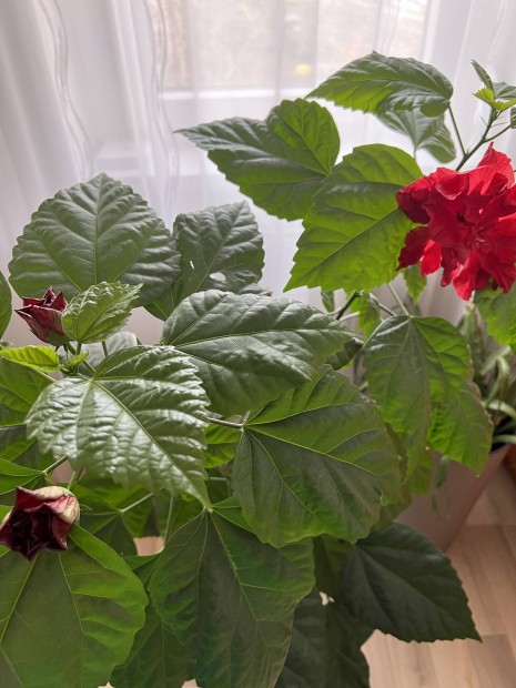 Hibiszkusz piros vir�g�