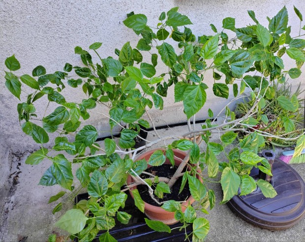 Hibiszkusz szobanvny