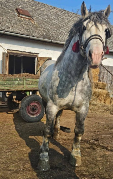 Hidegvérű csődör eladó vagy cserélhető