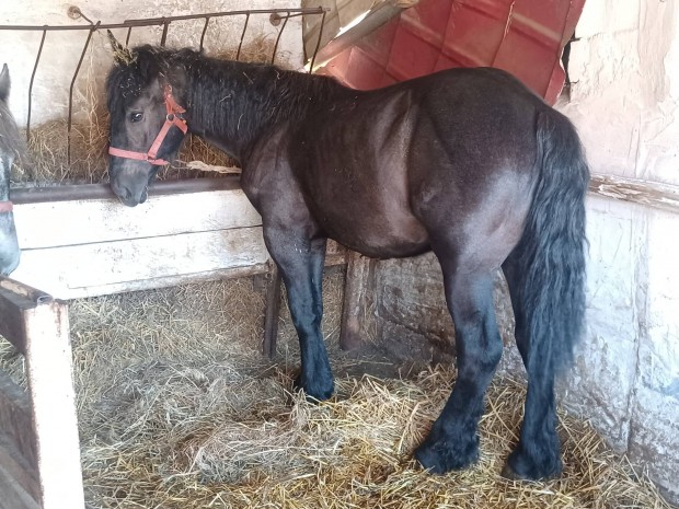 Hidegvérű csődör és kanca csikó