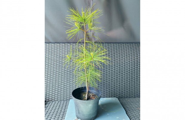 Himaljai selyemfeny, Pinus wallichianum