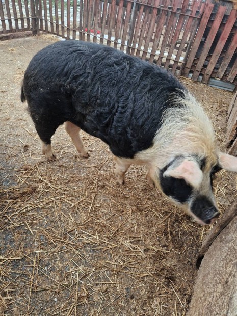 Hizo elado Egyh�zasr�doc