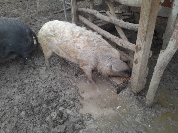 Hiz mangalica hussertes keverek