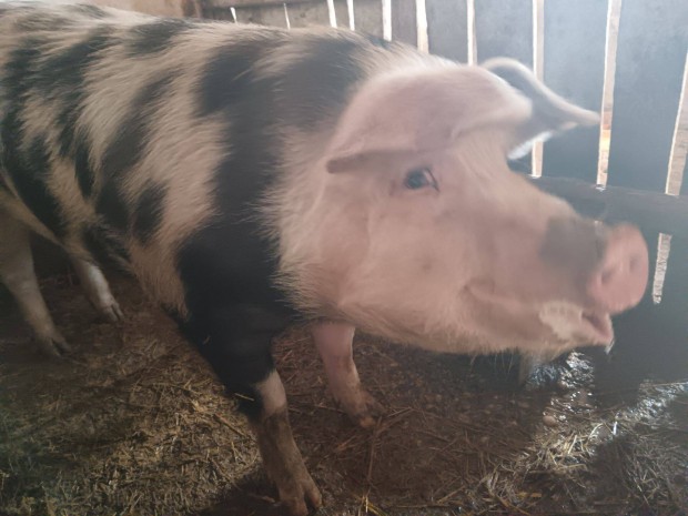 H�z� sert�s elad�