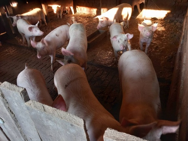 H�z� sert�s elad� Kapuv�ron! 