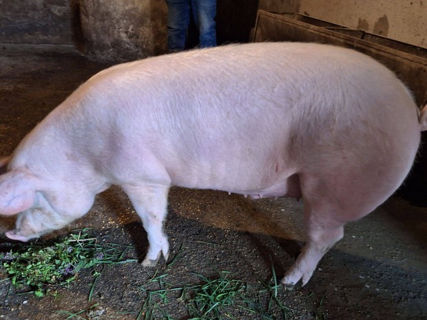 H�z� sert�s h�s t�p�s�