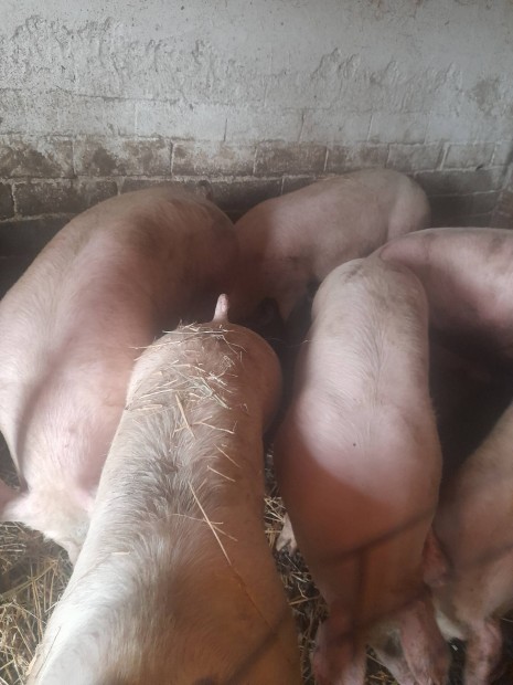 H�z�.sert�sek.eladok 