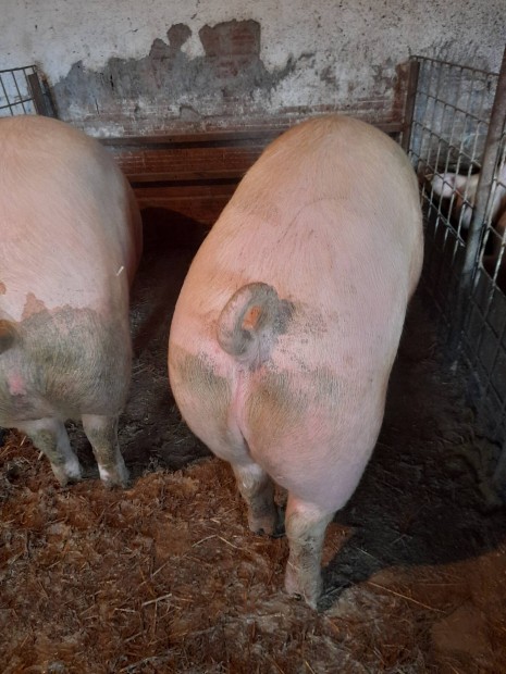 Hiz�.sert�sek.elad�k.