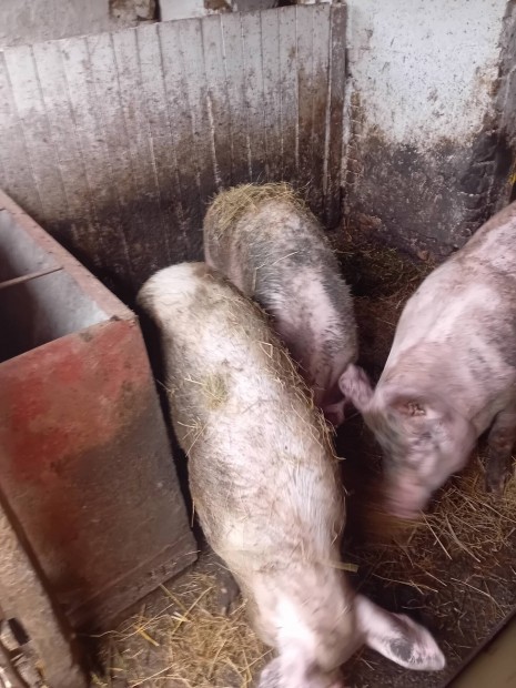 Hizók eladok vagy csere választási malacra