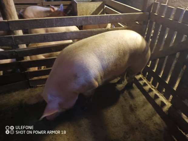 H�zott v�gni val� koc�k elad�k!