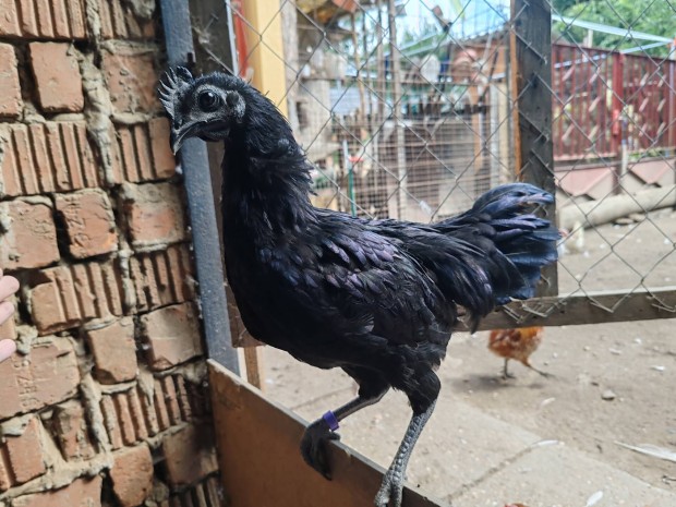 Holland bbits, Ayam Cemani, Rhode Island, Selyem kakasaink eladk