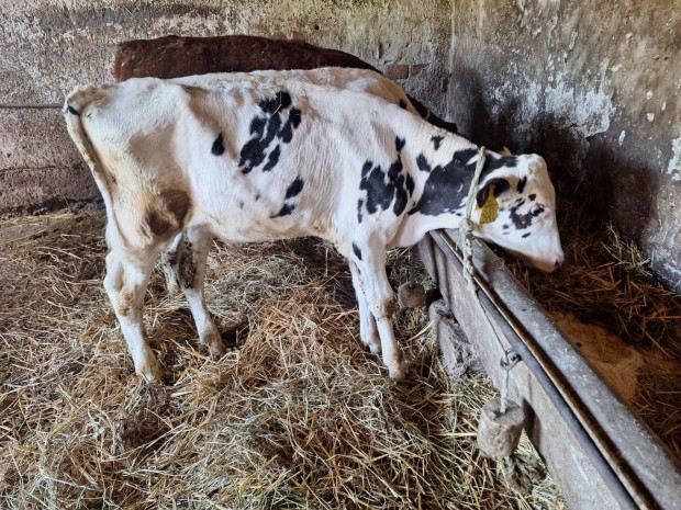 Holstein bika 4hnaposak 2db