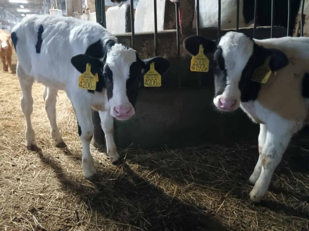 Holstein bikaborj 7db elad 