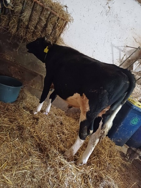 Holstein bikk