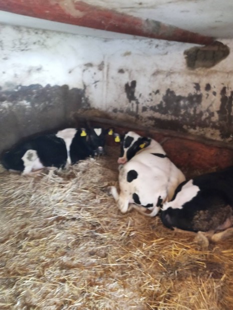 Holstein bikk!