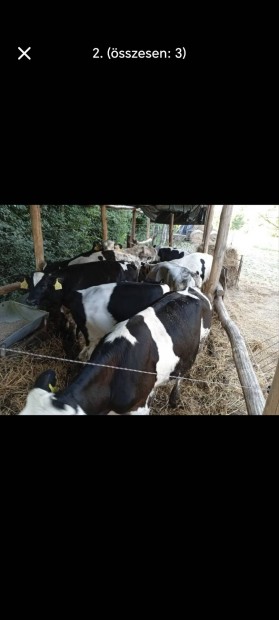 Holstein bikk, hz bika
