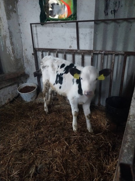 Holstein fritz bikaborjak eladk. 