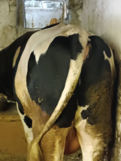 Holstein-frz