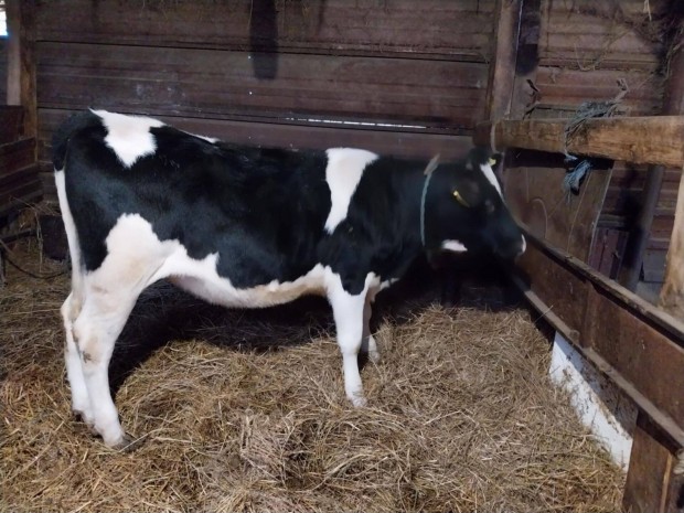 Holstein friz 8 hnapos sz elad