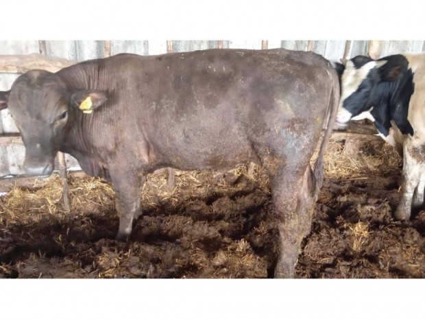 Holstein-fríz - Kék belga keresztezett bikák és üszők vegyesen