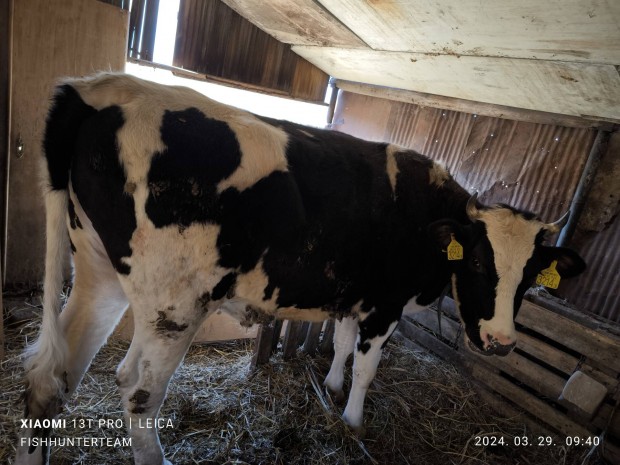 Holstein frz bika