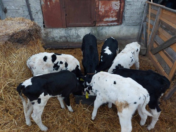 Holstein frz bika borjak