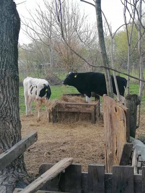 Holstein frz bika borj