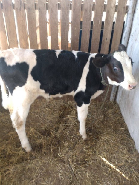 Holstein fríz bika borjú 3 hónapos