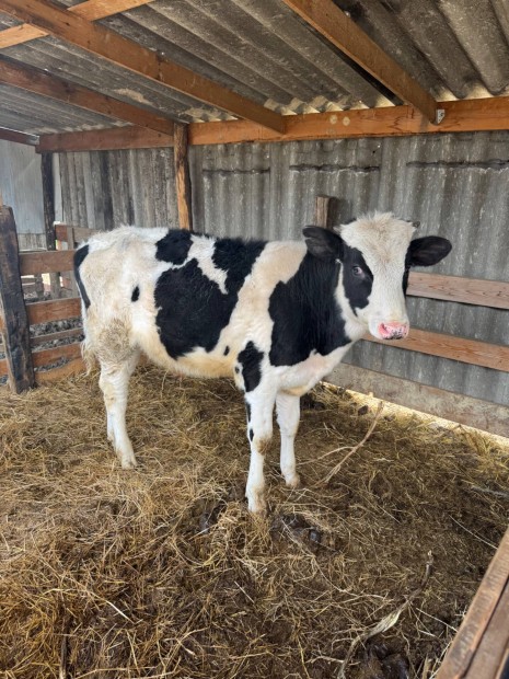 Holstein friz bika borj�