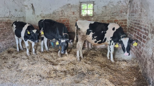 Holstein frz bikk elad sorba kerltek.