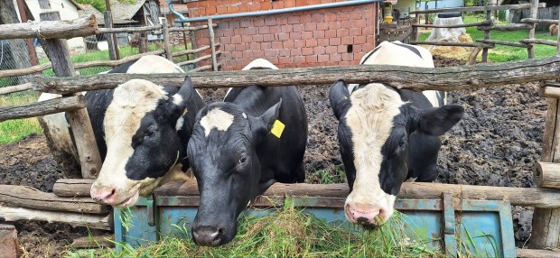 Holstein fríz hízott bika, bikák eladóak