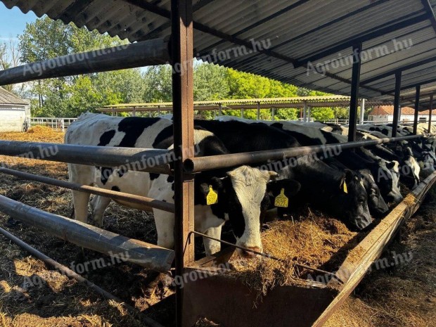 Holstein-fríz pedigrés üszők 1650 EUR/db irányár