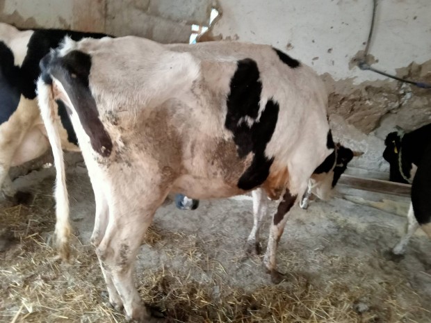 Holstein Friz Bika Felvasarlasi Ara () Holstein Friz Bika Felvasarlasi Ara