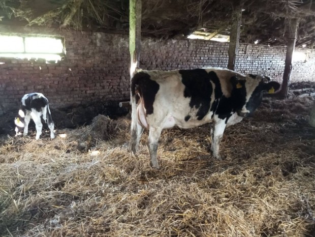 Holstein frz tehn sz borj elad