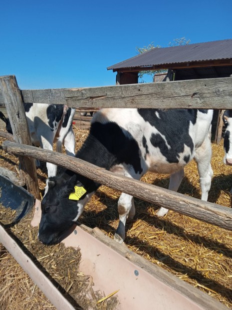 Holstein frz sz