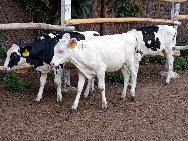 Holstein friz sz borjk 