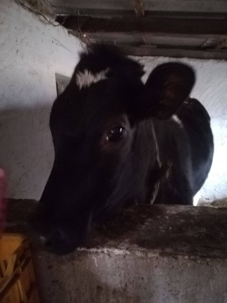 Holstein frz sz elad