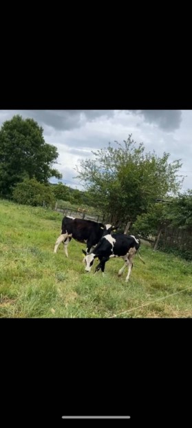 Holstein frz sz elad