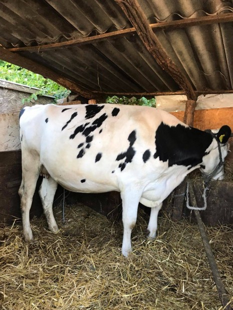 Holstein frz vemhes sz