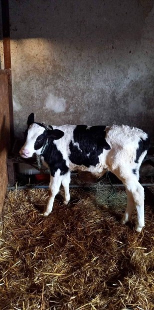 Holstein kisborjk elad